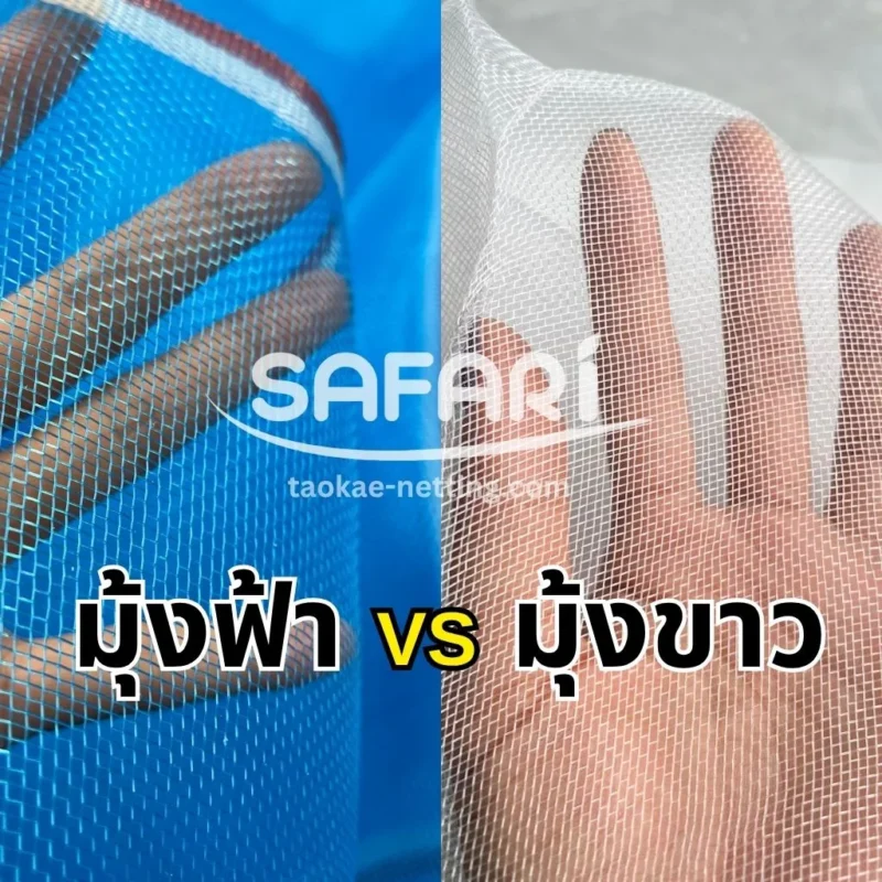 มุ้งฟ้า vs มุ้งขาว