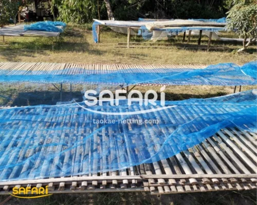 ใช้มุ้งไนล่อนฟ้าสำหรับรองตาก