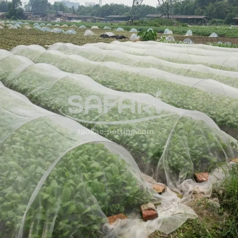 ตาข่ายกันแมลง - คลุมแปลงผัก